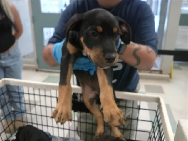 Adoptable Dog