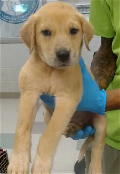Adoptable Dog