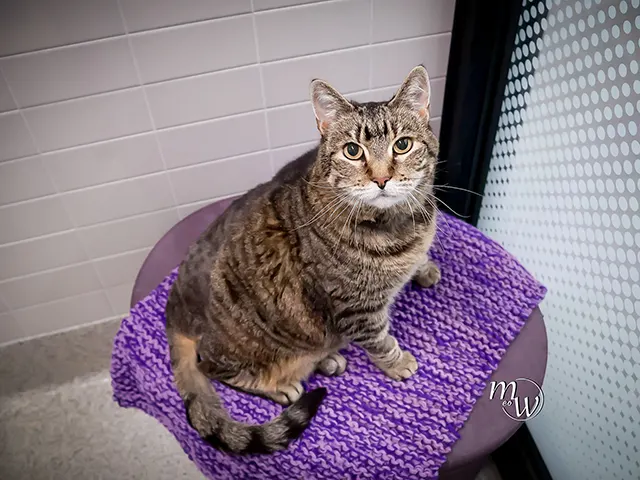 Maggie