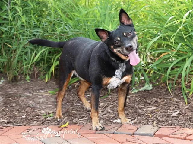 Taz