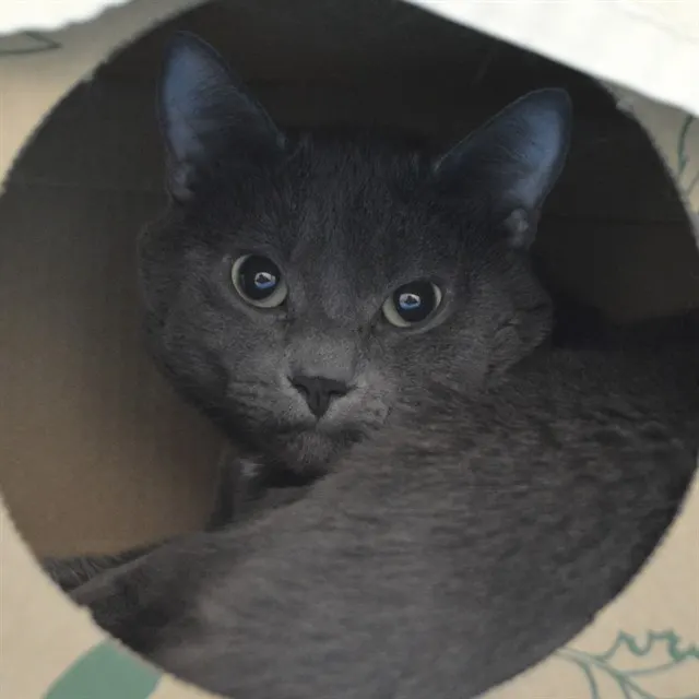 Gus