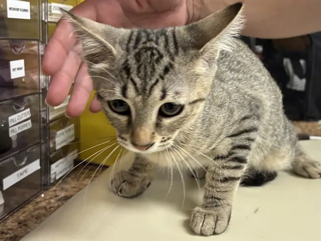 Shelter Staff Named Me *Storm