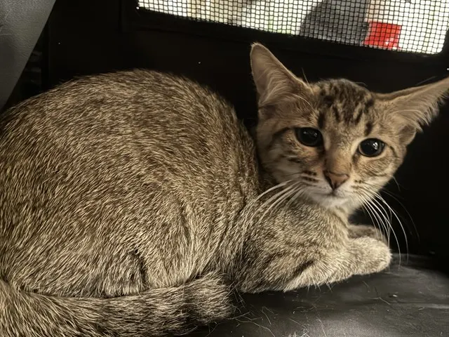 Shelter Staff Named Me *Cyclone