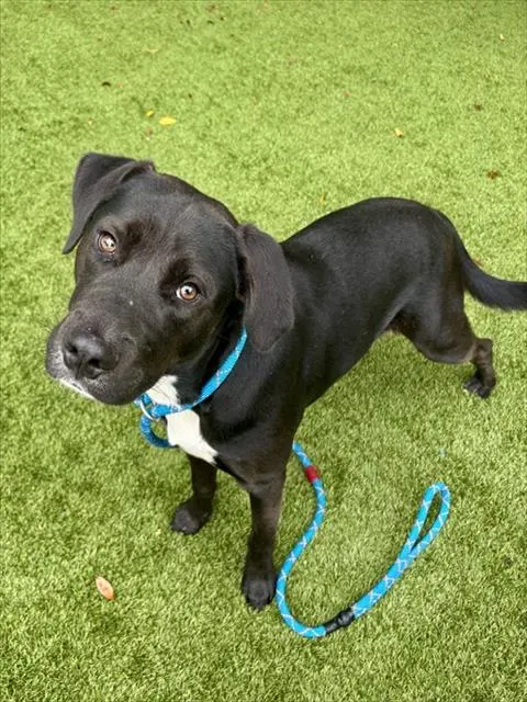 Shelter Staff Named Me *Vitorio