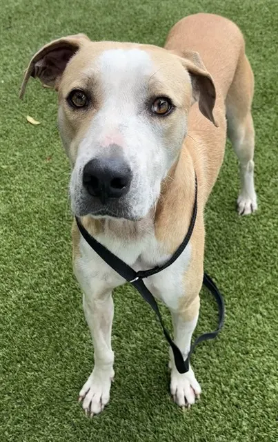 Shelter Staff Named Me *Santino