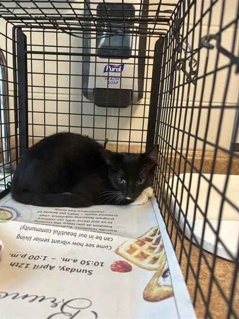 Adoptable Cat