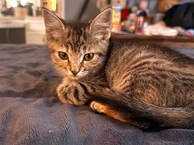 Tabitha