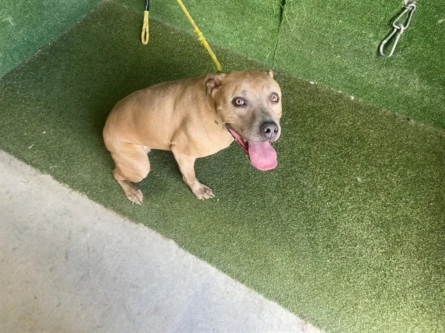 Frida