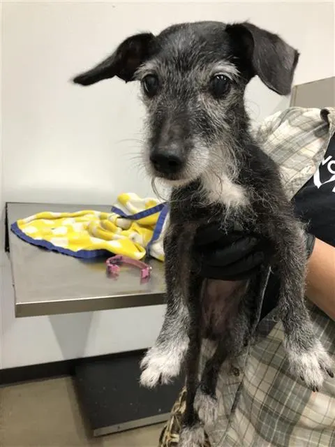 Adoptable Dog