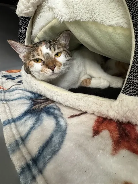 Chloe