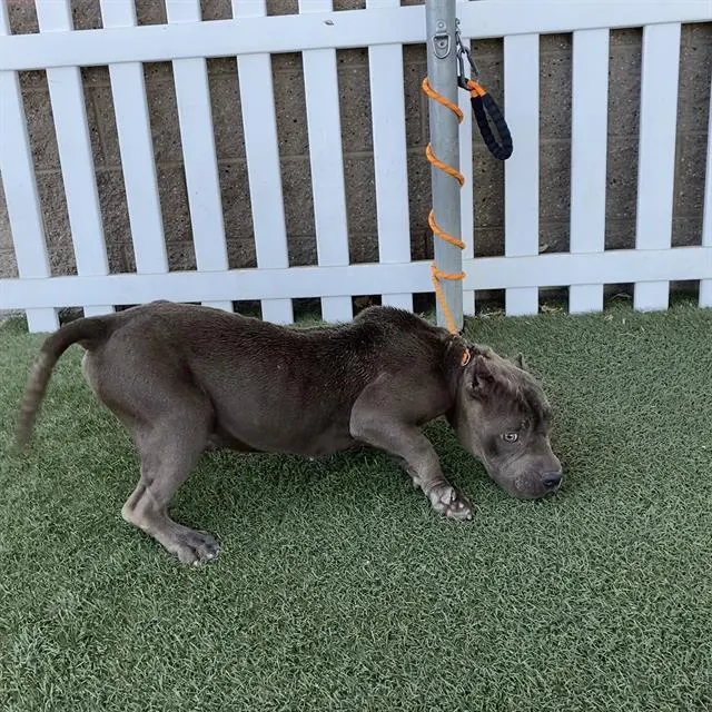 Cali
