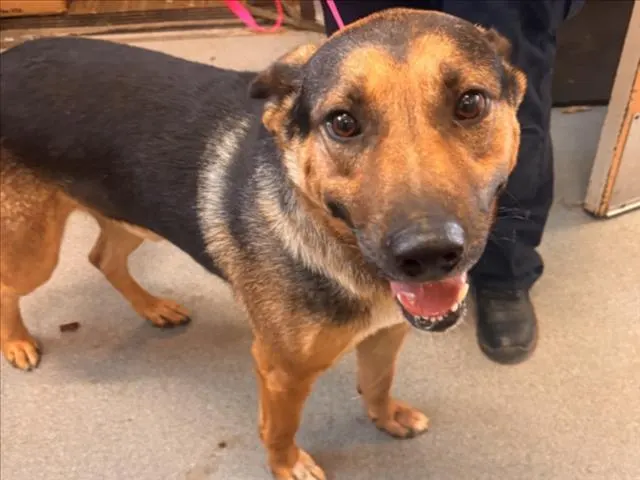 Adoptable Dog