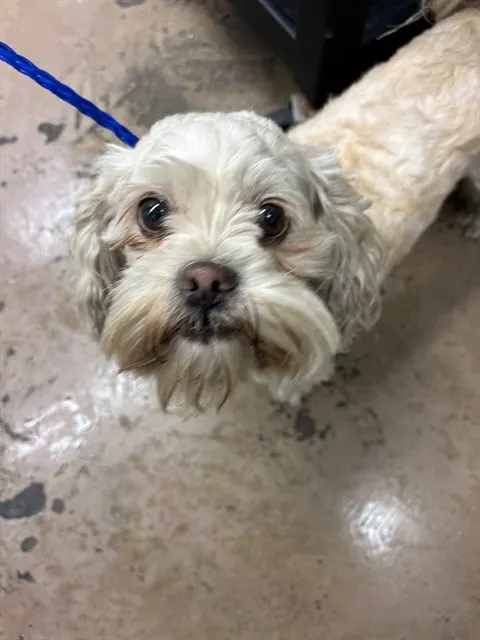 Canelo
