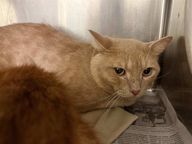 Adoptable Cat