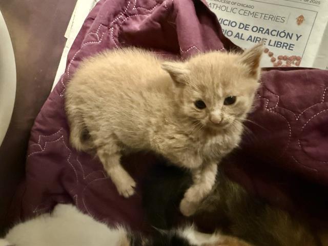 Adoptable Cat