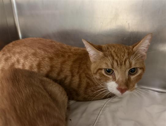 Adoptable Cat