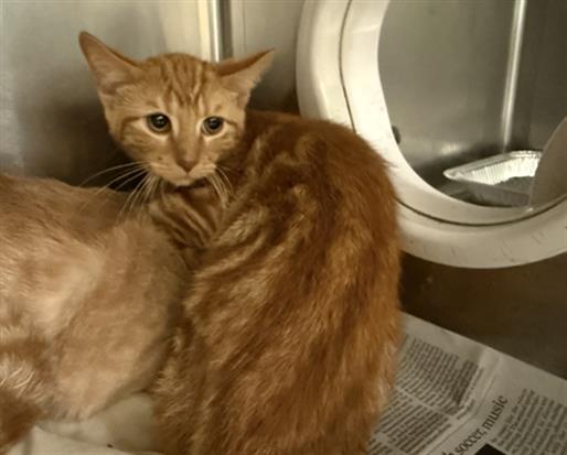 Adoptable Cat