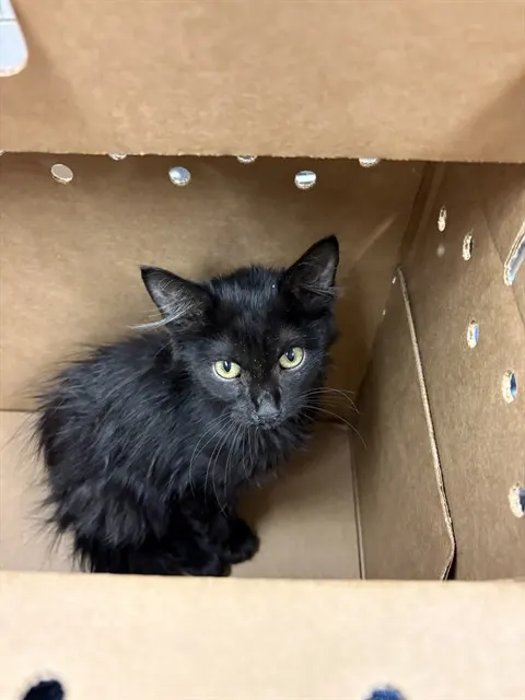 Adoptable Cat