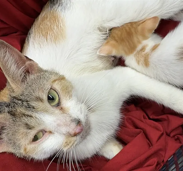 Adoptable Cat