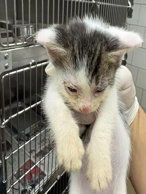 Adoptable Cat