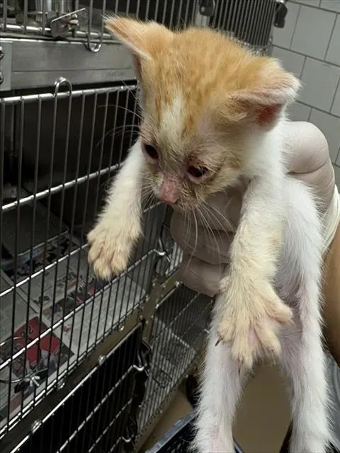 Adoptable Cat