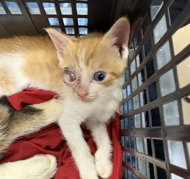 Adoptable Cat