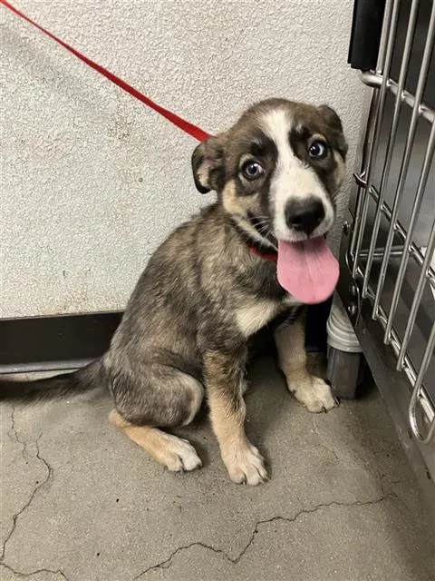 Adoptable Dog