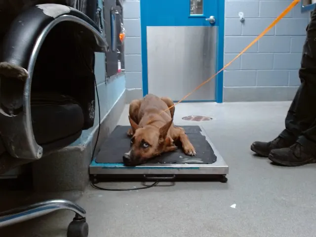 Professor X