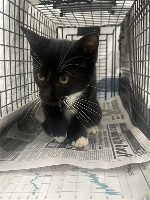 Adoptable Cat