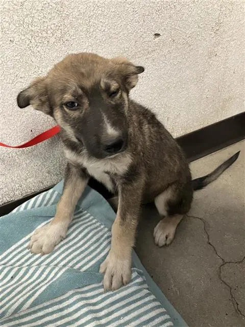 Adoptable Dog