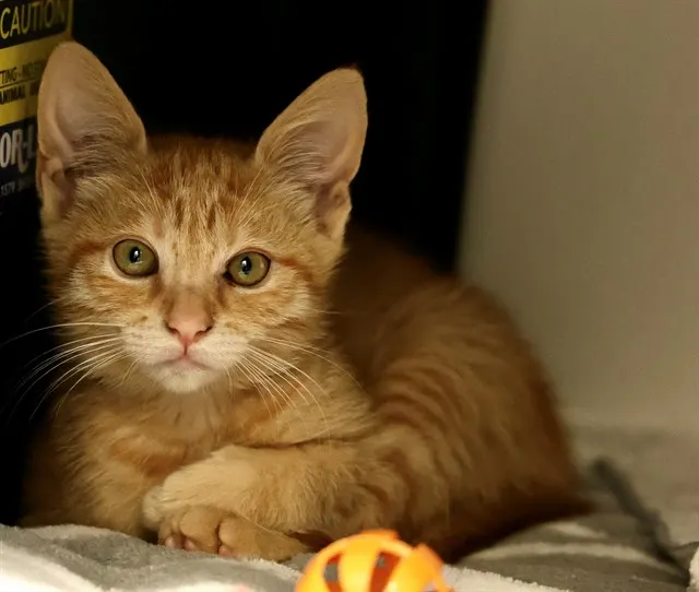 Tangerine