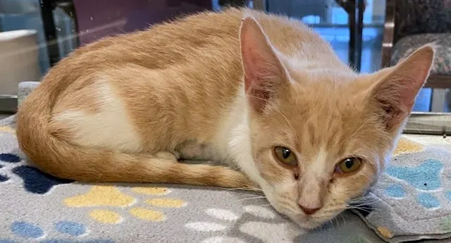 Maci