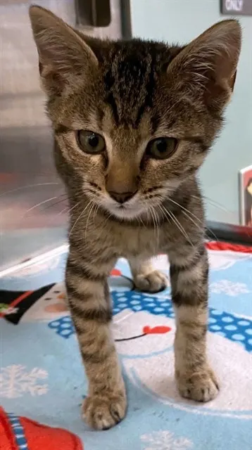 Gabby