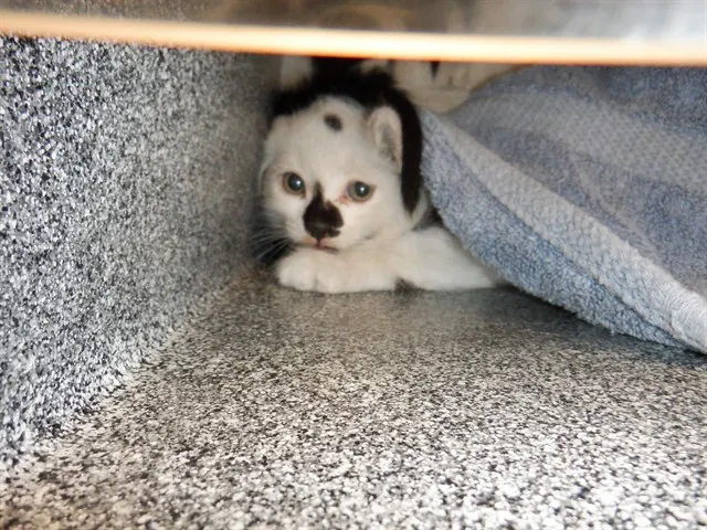 Adoptable Cat