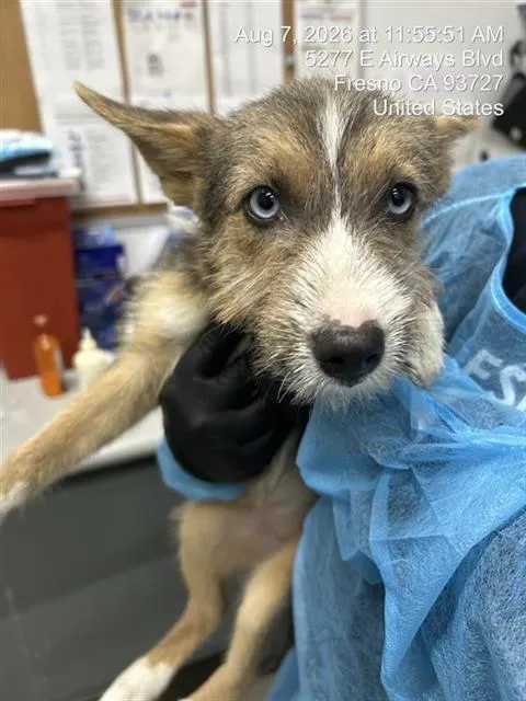 Adoptable Dog
