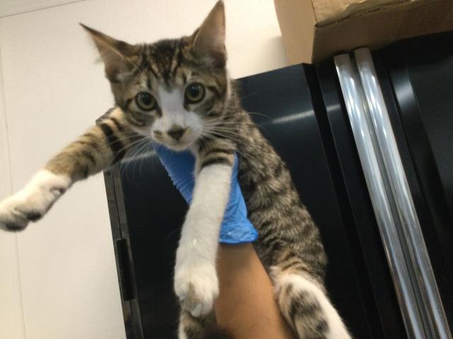 Mimi