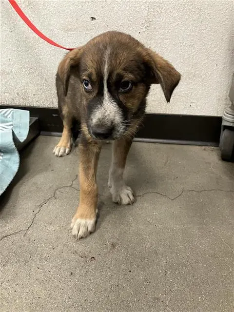 Adoptable Dog