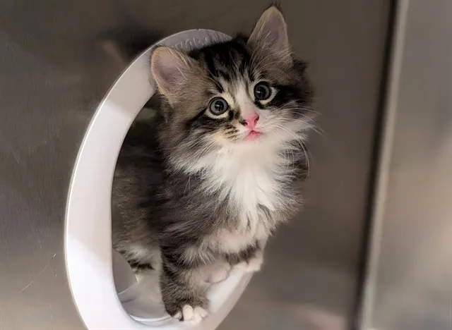 Adoptable Cat