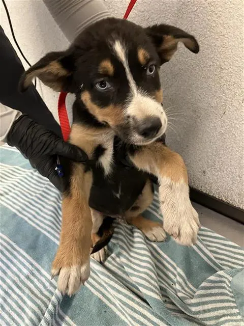 Adoptable Dog