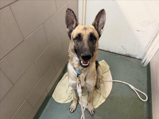 Adoptable Dog