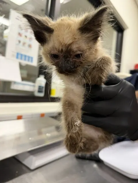 Adoptable Cat