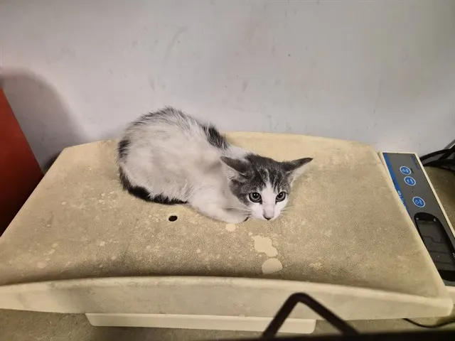 Adoptable Cat