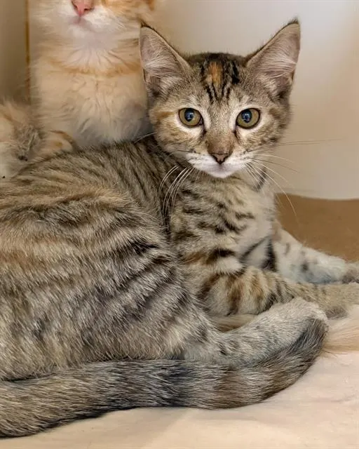 Nutmeg
