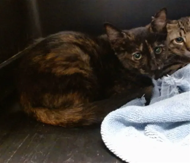 Adoptable Cat