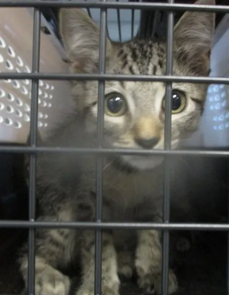 Adoptable Cat