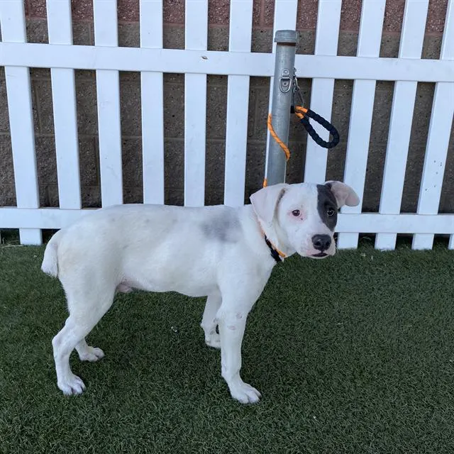 Adoptable Dog
