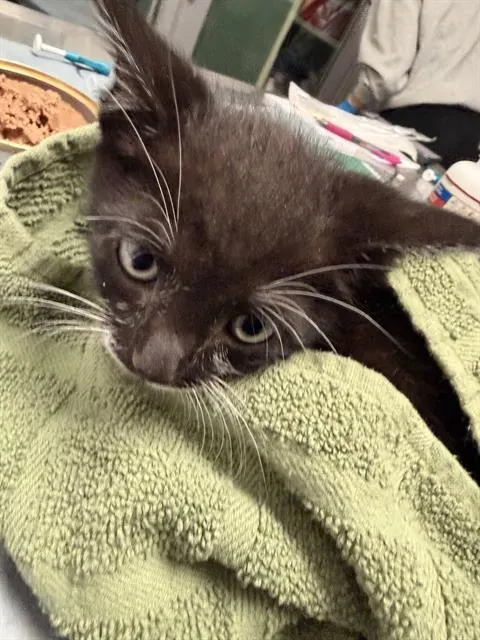 Sylvester