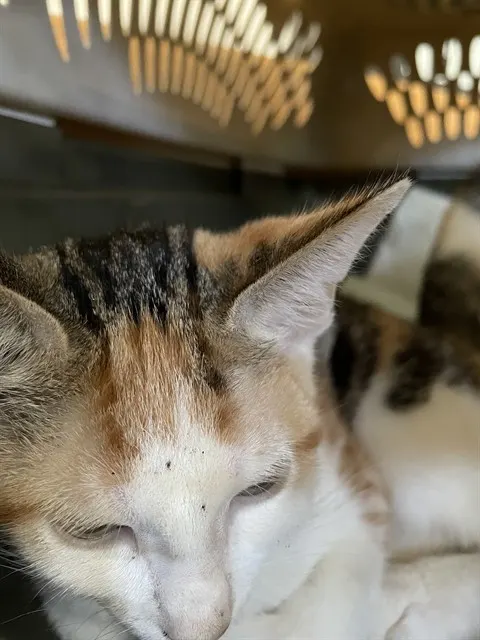Suzie Toot