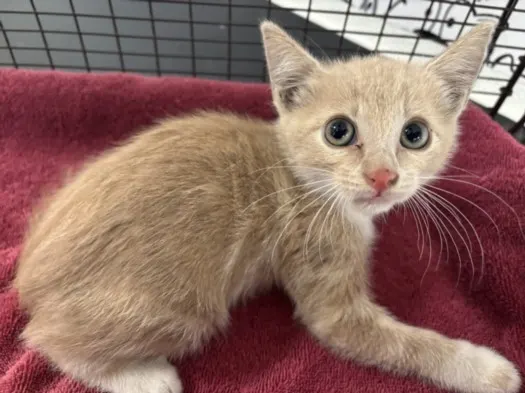 Adoptable Cat
