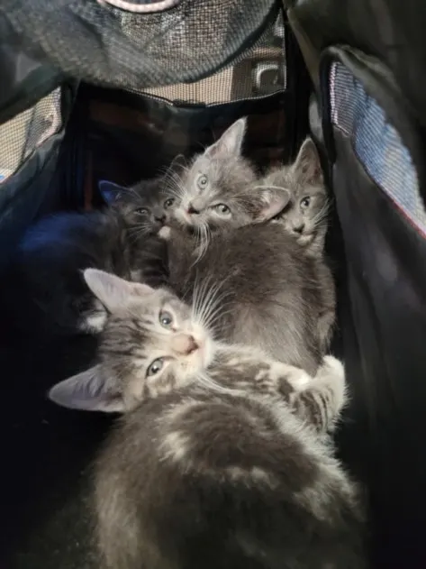 Kitten One